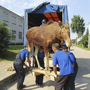 Безопасная перевозка антиквариата с грузчиками на Газели