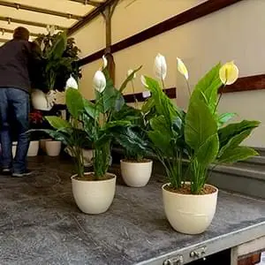 Упаковка и доставка саженцев по Апрелевке и области
