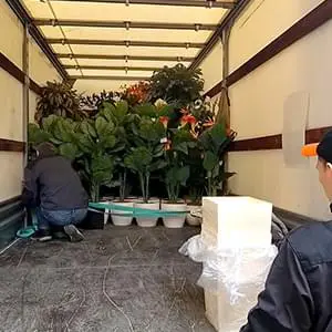 Качественная перевозка саженцев и кустов на Газели по Апрелевке